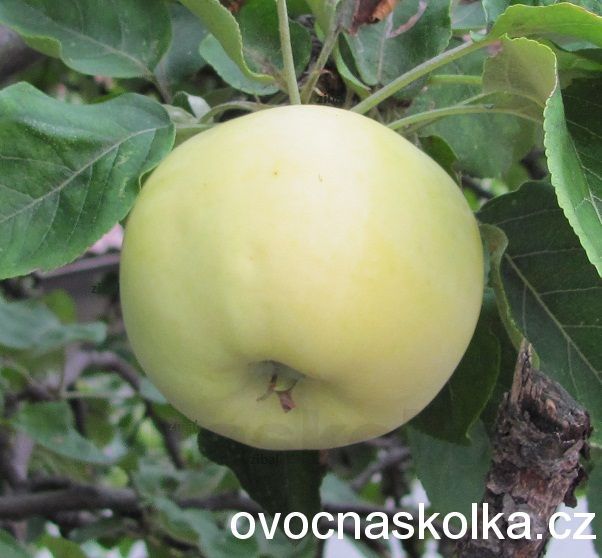 jabloň Průsvitné letní  vyšší tvar