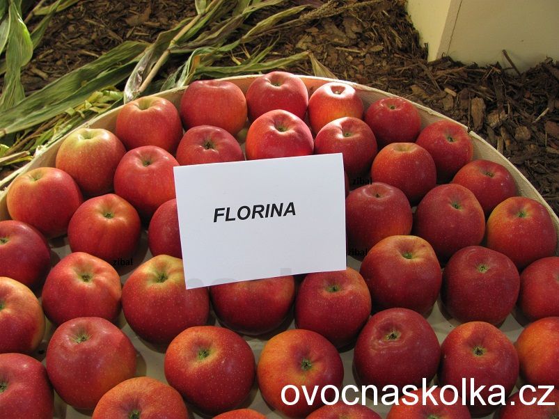 jabloň Florina vyšší tvar