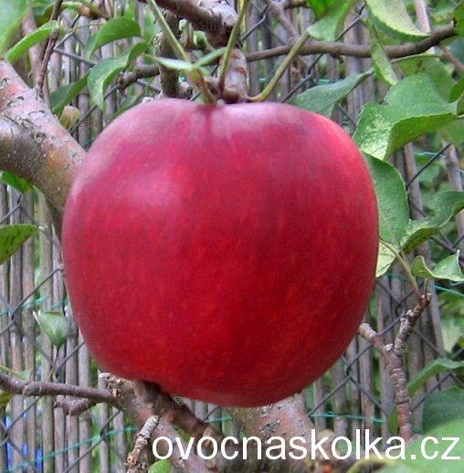 jabloň Hana vyšší tvar