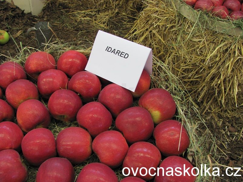 jabloň Idared 