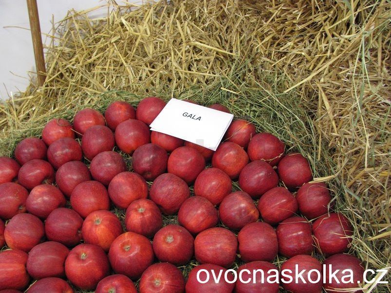 jabloň Gala 