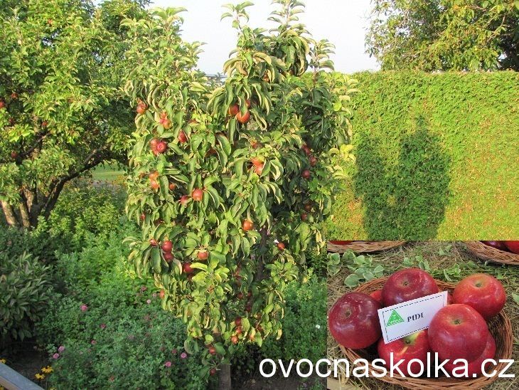 jabloň Pidi  v květináči