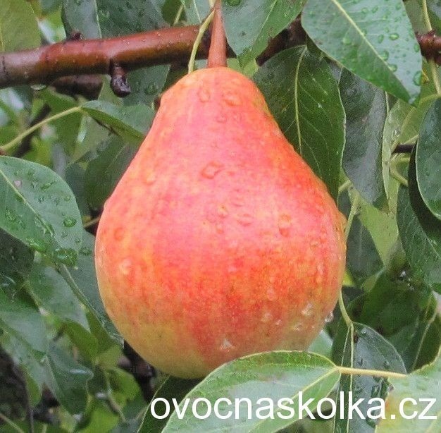  hrušeň Clappova  v květináči