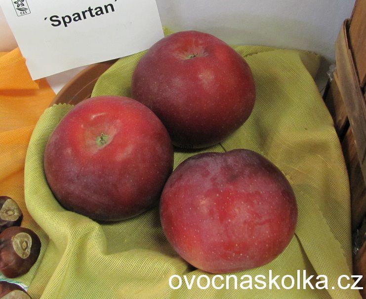 jabloň Spartan   vyprodáno  