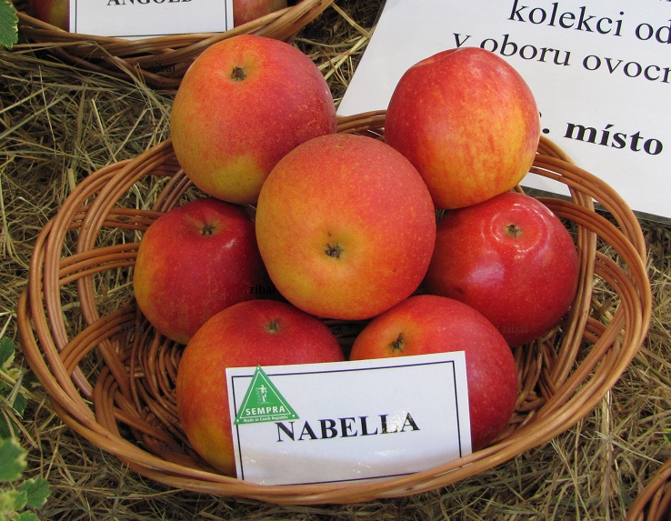jabloň Nabella  vyšší tvar