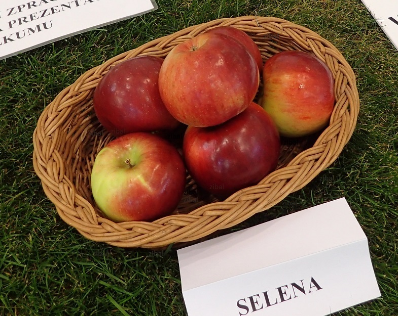 jabloň Selena  v květináči