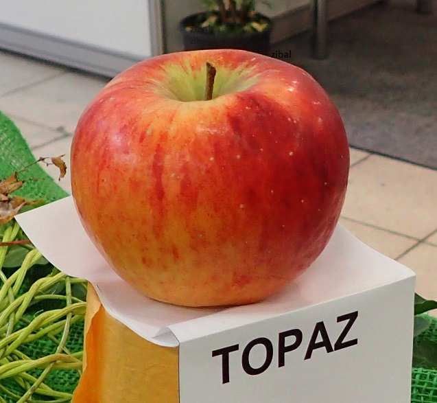  jabloň Topaz  vyprodáno