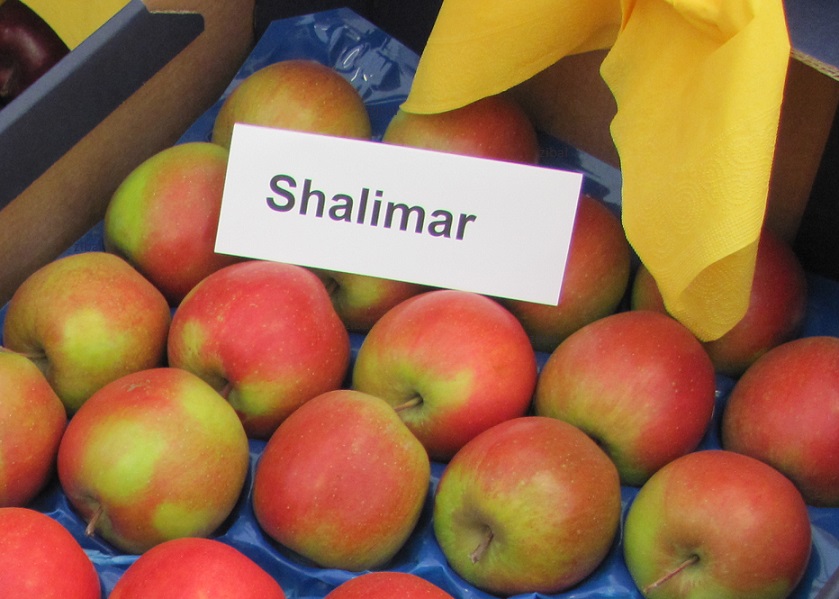 jabloň Shalimar