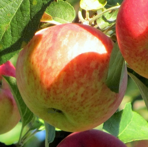 jabloň Krasava