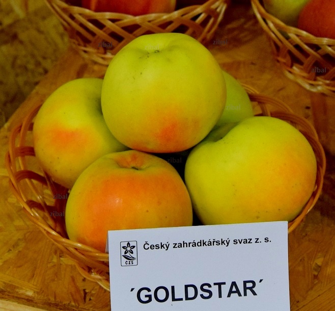 jabloň Goldstar vyšší tvar