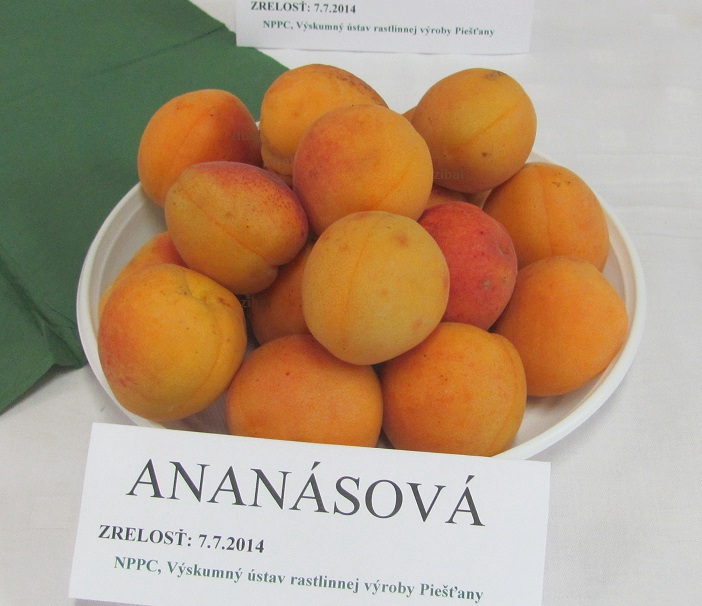 meruňka Ananaska  vyprodáno