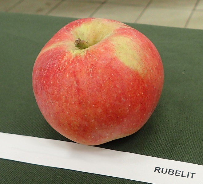 jabloň Rubelit v květináči