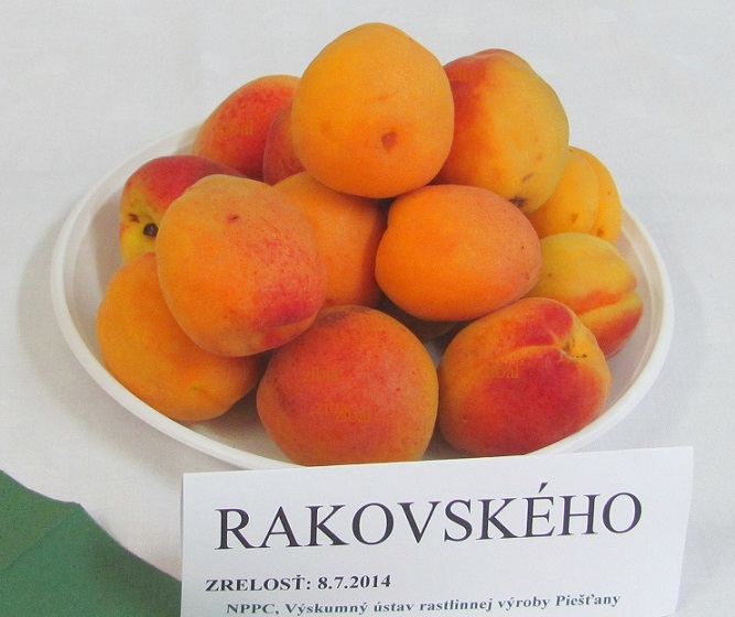 meruňka Rakovského 
