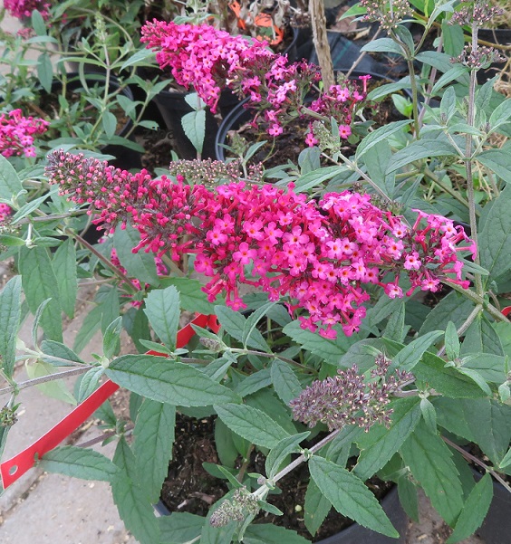 33 Buddleja davidii Butterfly Candy Little Ruby