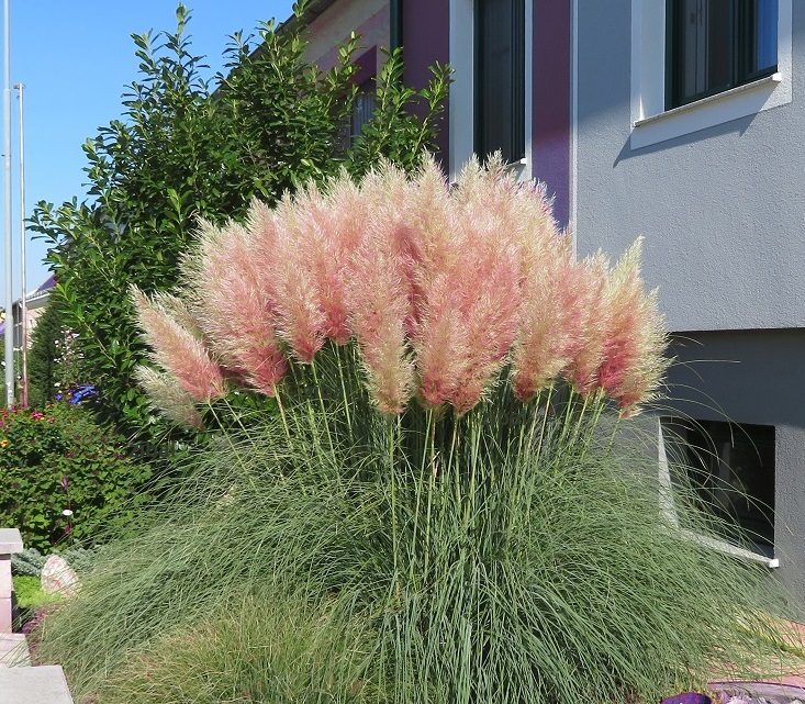 61  Cortaderia selloana Rose Plume