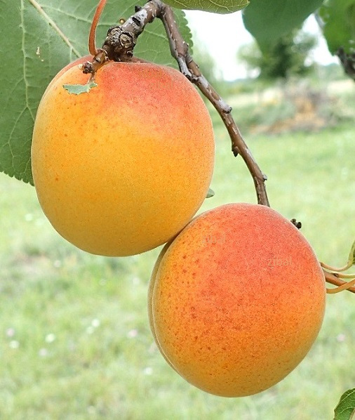 meruňka Monastyrskij