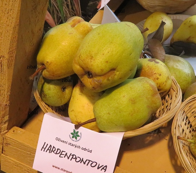hrušeň Hardenpontova