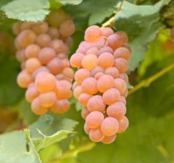 vinná réva Chrupka růžová