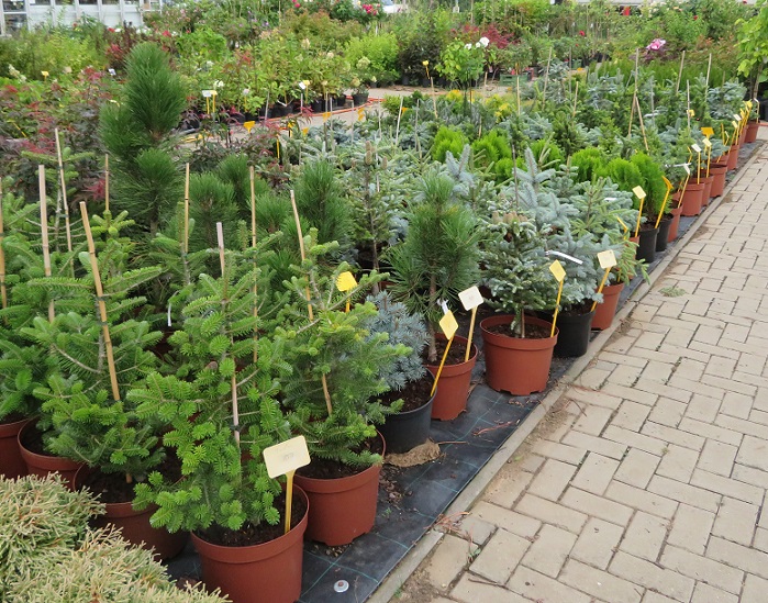  kolekce roubovaných jehličnanů 2