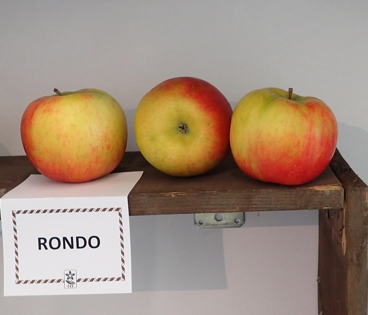 sloupovitá jabloň Rondo