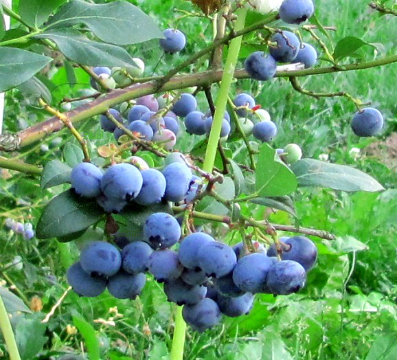 kanadská borůvka Bluegold