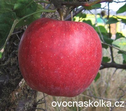 jabloň Topaz 