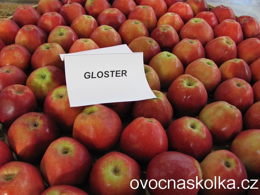 jabloň Gloster  vyšší tvar vyprodáno