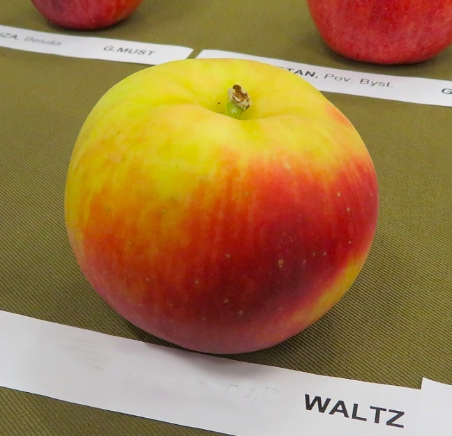 sloupovitá jabloň Waltz