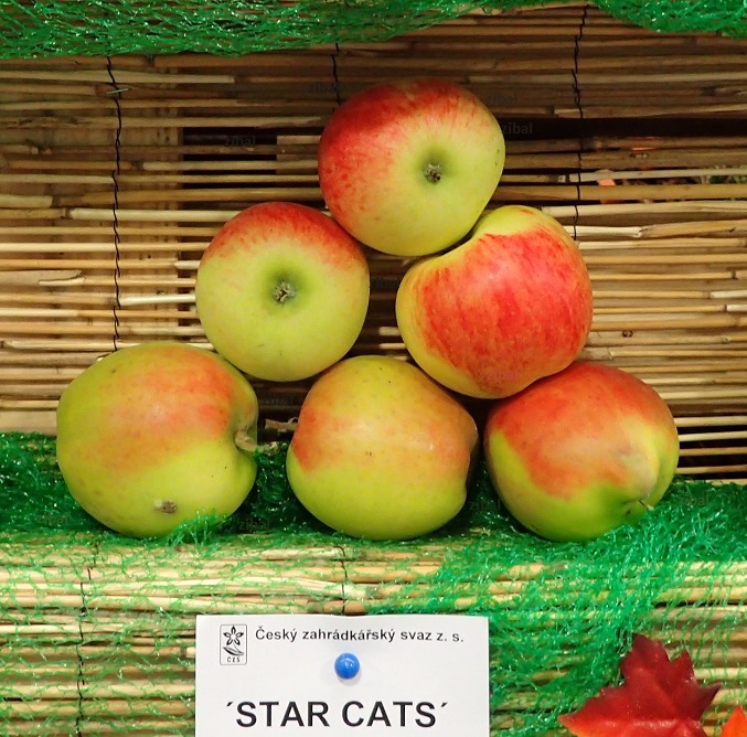 sloupovitá jabloň Starcats