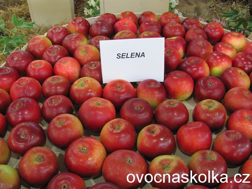 jabloň Selena vyšší tvar