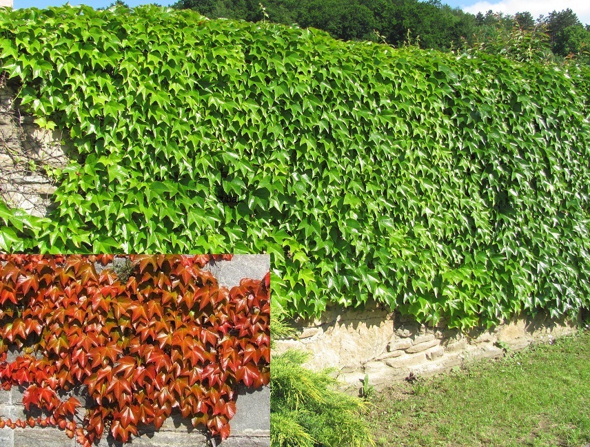 Parthenocissus tricuspidata 'Veitchii'