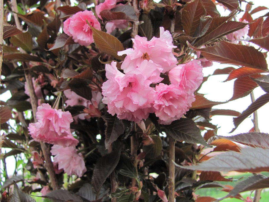 Prunus serrulata 'Royal Burgundy'