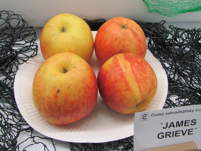 jabloň James Grieve  