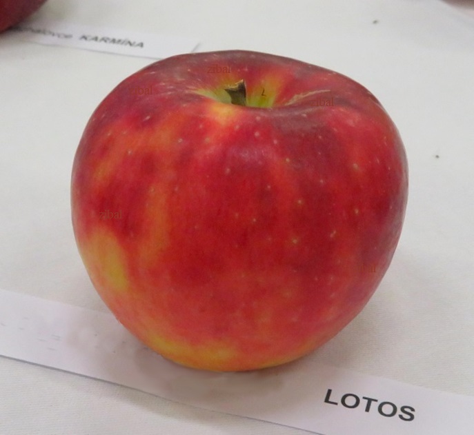jabloň Lotos vyšší tvar