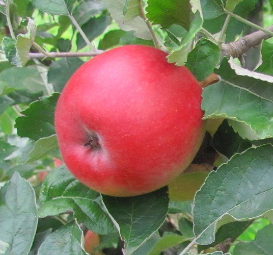 jabloň Dolores  vyšší tvar