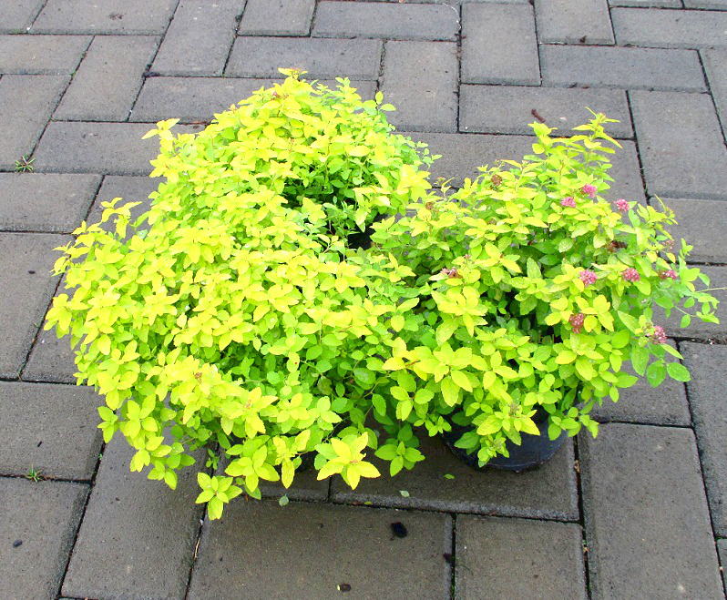 Spiraea japonica 'Golden Carpet'