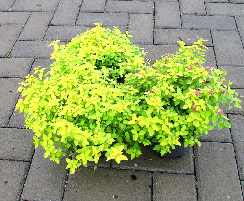 Spiraea japonica 'Golden Carpet'