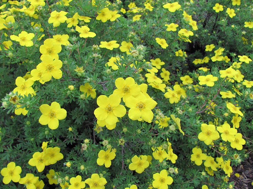 Potentilla fruticosa 'Kobold'