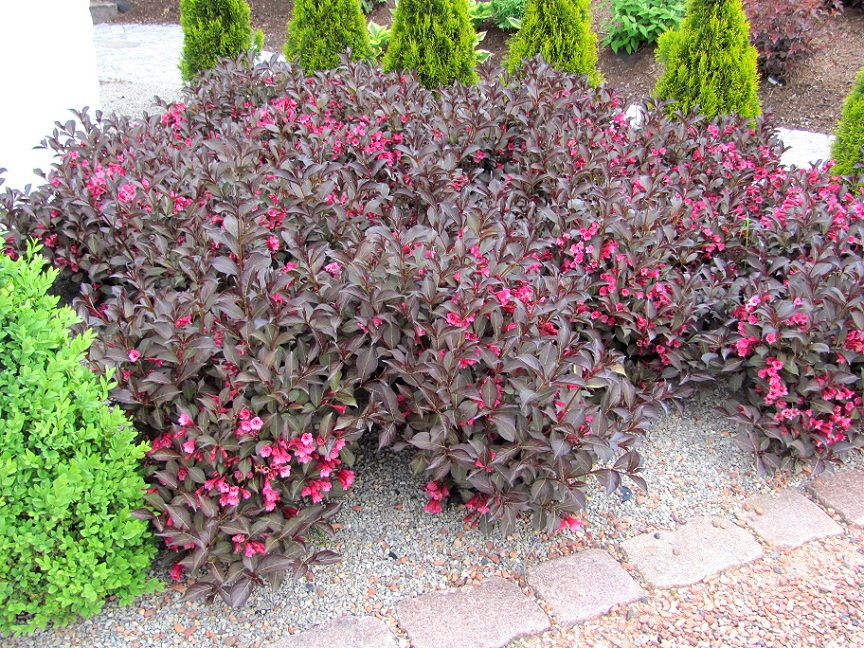 Weigela x hybrida 'Atropurpurea '