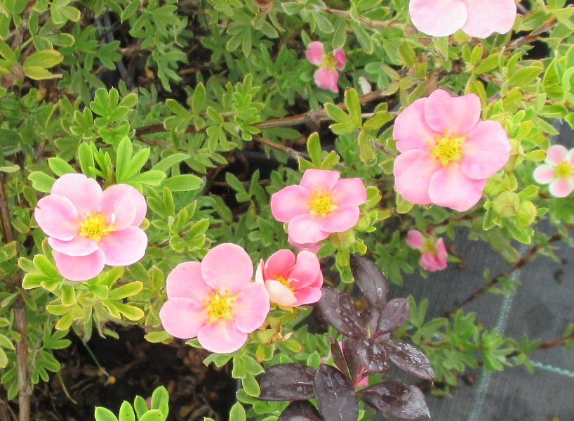 Potentilla fruticosa 'Pink Queen'