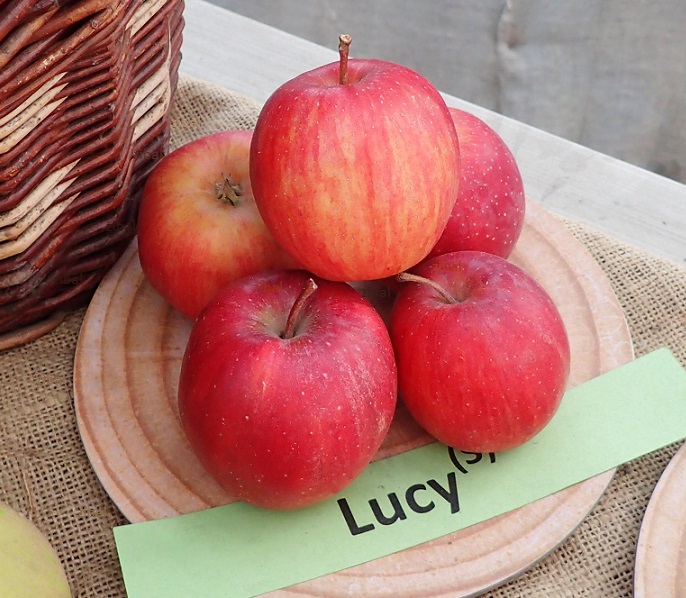 jabloň Lucy  v květináči vyprodáno
