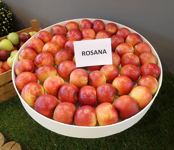jabloň Rosana  vyšší tvar
