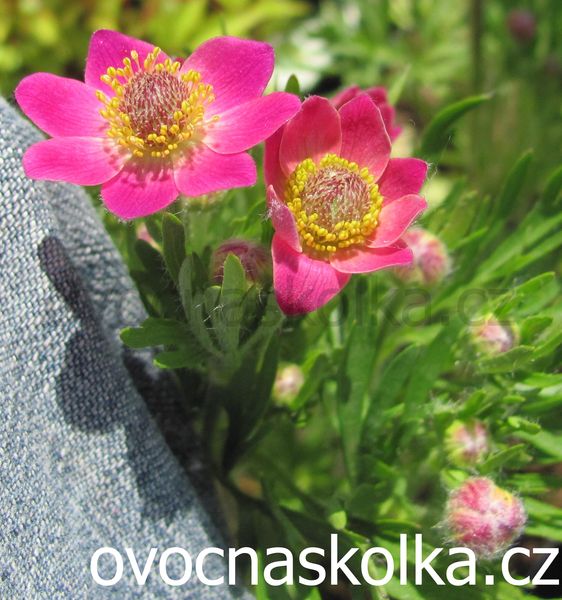 Anemone Little Breeze Sweet