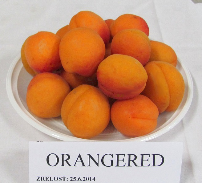 meruňka Orangered