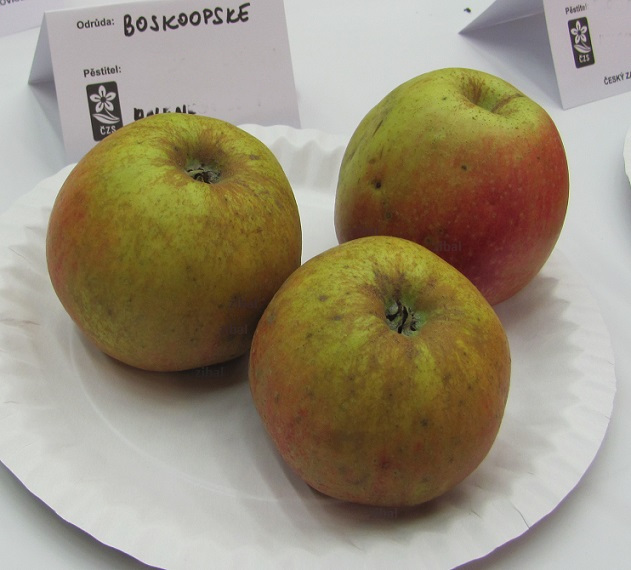 jabloň Boskoopské  (koženáč)