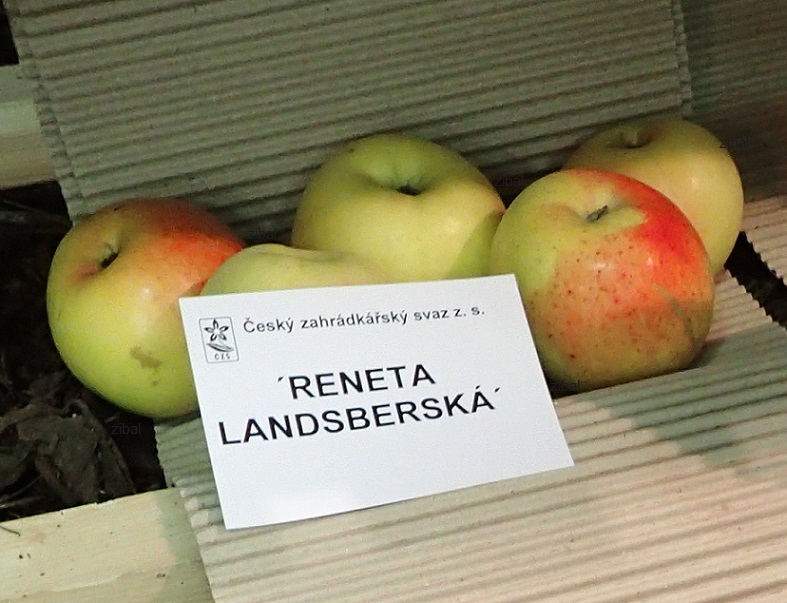 jabloň Landsberská reneta