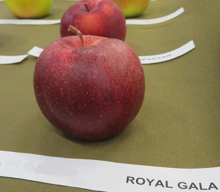 jabloň Royal Gala vyšší tvar