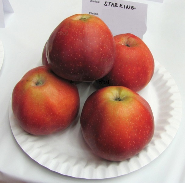 jabloň Starking Delicious