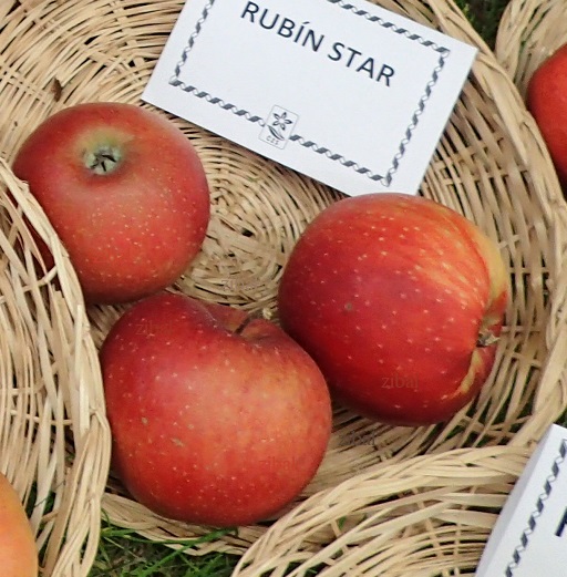 jabloň Rubinstar  v květináči