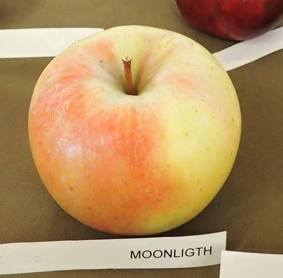 sloupovitá jabloň Moonlight
